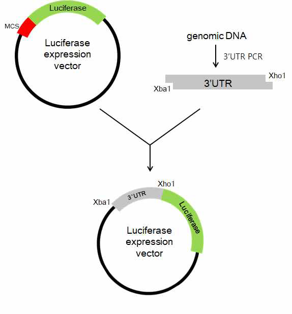 3’UTR-루시퍼아제 발현 벡터의 제작 방법