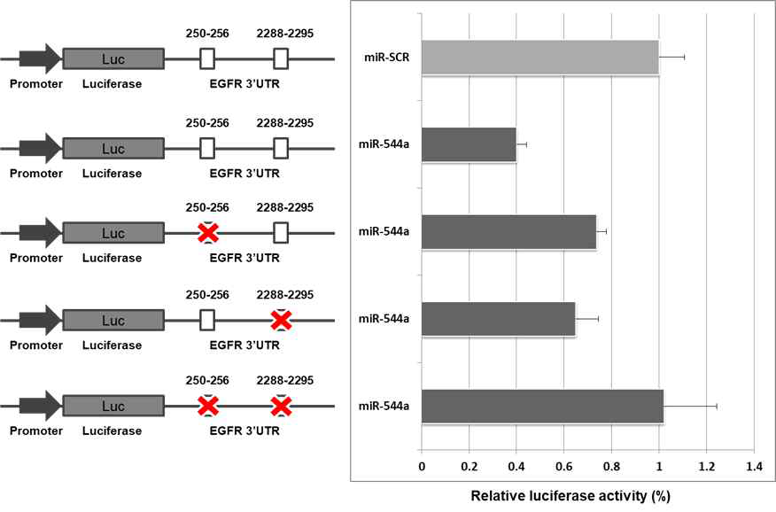 EGFR 3' UTR 에 위치한 잠재적 miR-544a MRE 250-256 및 2288-2295 의 luciferase 평가