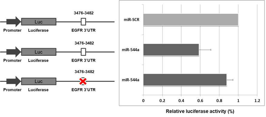 EGFR 3' UTR 에 위치한 잠재적 miR-544a MRE 3476-3482 의 luciferase 평가