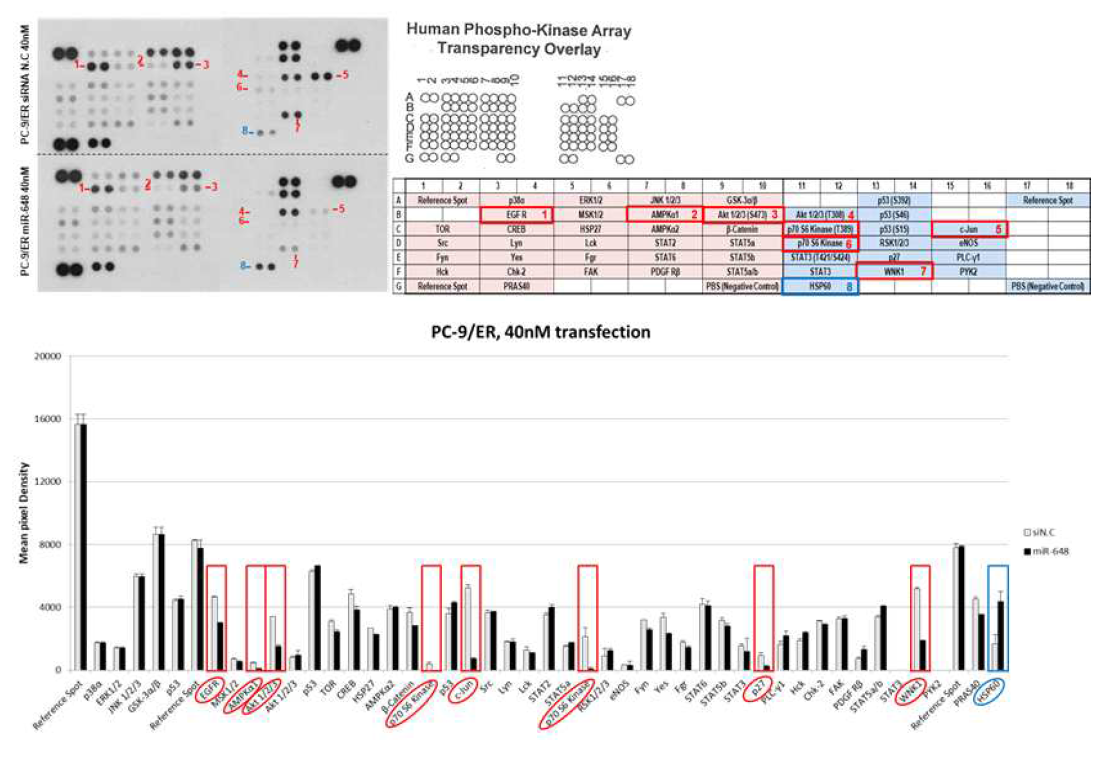 PC9/ER 세포주에서의 miR-648 처리에 따른 phospho-kinase array 분석 및 신호세기의 정 량 비교 분석 graph