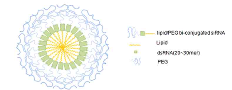 SAMiRNA 나노입자 모식도