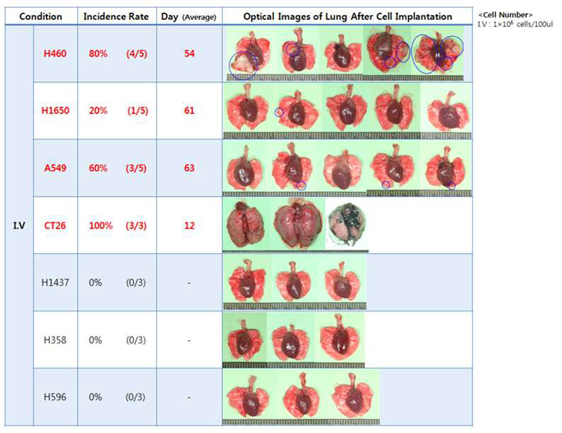 세포주에 따른 I.V. injection 방식에 의한 폐암 동물 모델 제작 평가