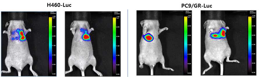 좌폐에 직접 이식하는 방법으로 제작된 마우스의 종양 bioluminescence 측정