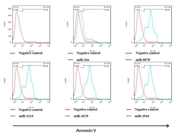 miRNA 에 의한 apoptosis 분석