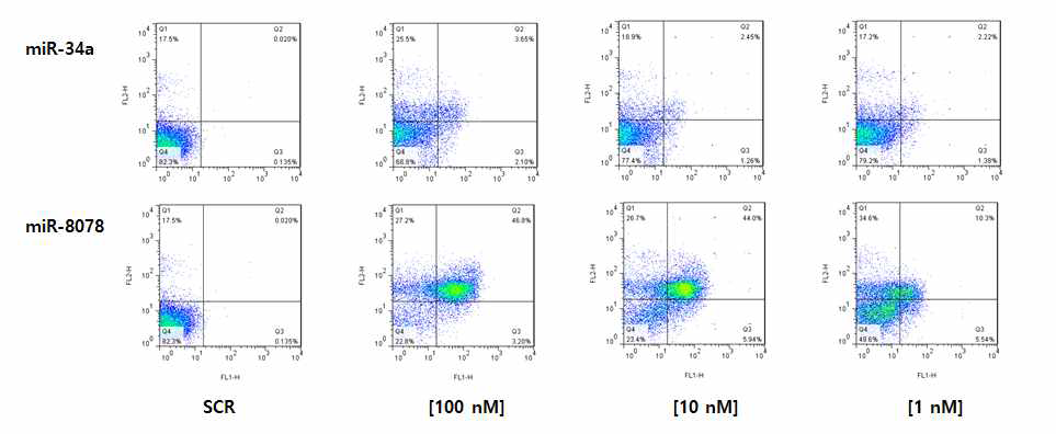 miR-8078 의 농도별 apoptosis 유발 능력 평가