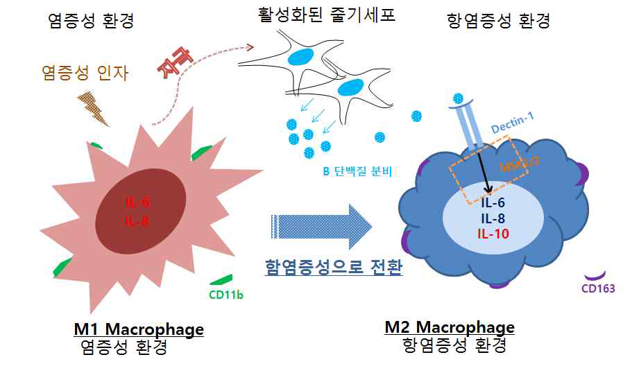 역가 단백질 B의 작용 기전