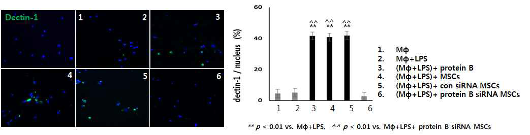 대식세포 dectin-1 수용체 발현 양상