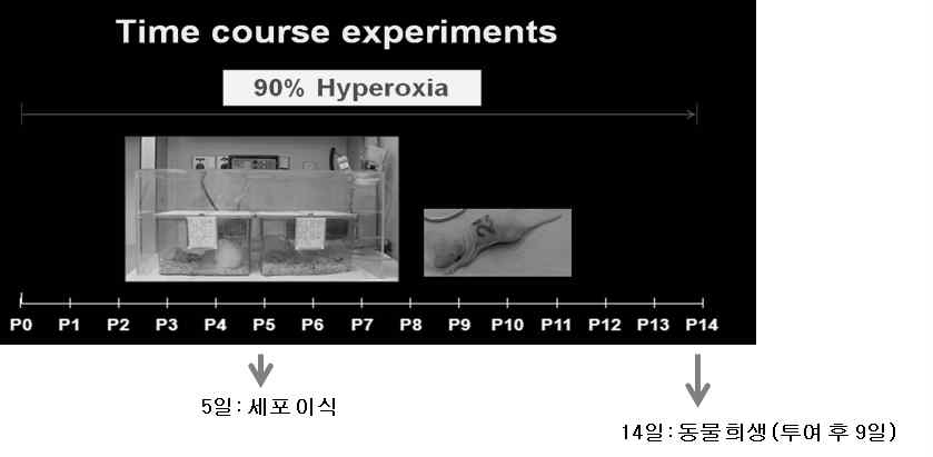 동물 실험 과정 모식도