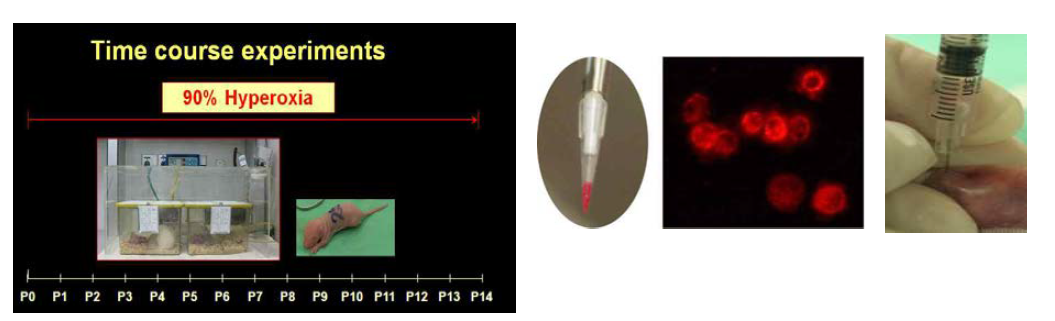 신생 백서를 이용한 neonatal hyperoxic lung injury 동물 model