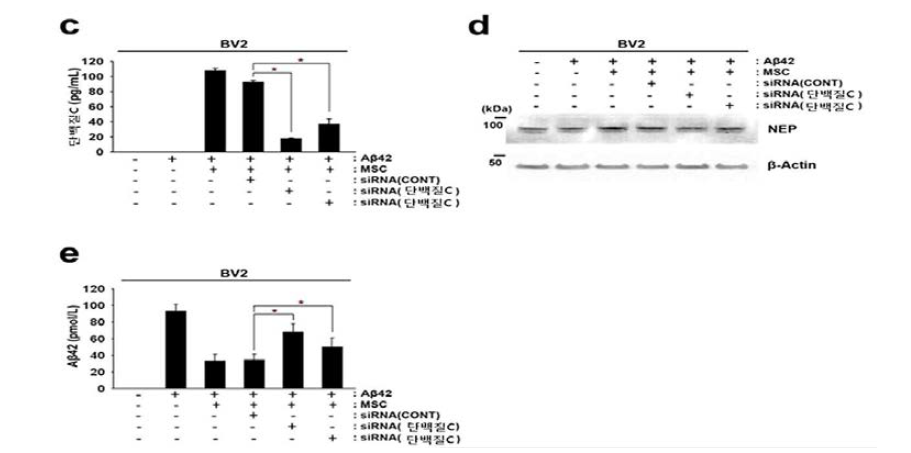 제대혈 유래 간엽줄기세포에서의 역가 단백질 C 분비 억제로 인한 NEP 발현 및 아밀로이드 베타 분해능 억제