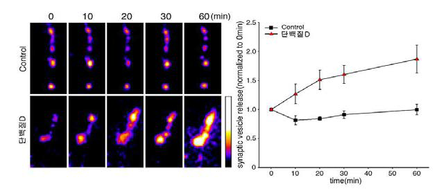 역가 단백질 D 처리에 의한 신경줄기세포에서 시냅스 활성 증가
