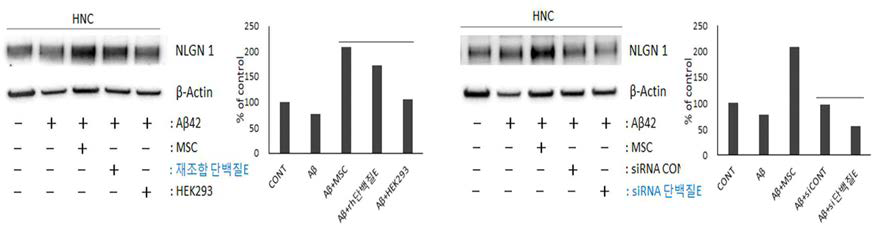재조합 단백질 E 처리 또는 역가 단백질 E 분비 억제시, 단백질 E 수용체인 NLGN1의 발현 변화