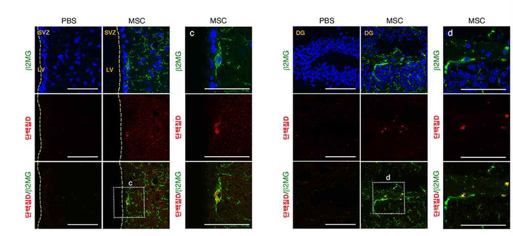 제대혈 유래 간엽줄기세포 투여에 의해 질환 동물모델의 뇌 내 신경재생과 관련된 부위에서 역가 단백질 D의 발현 확인