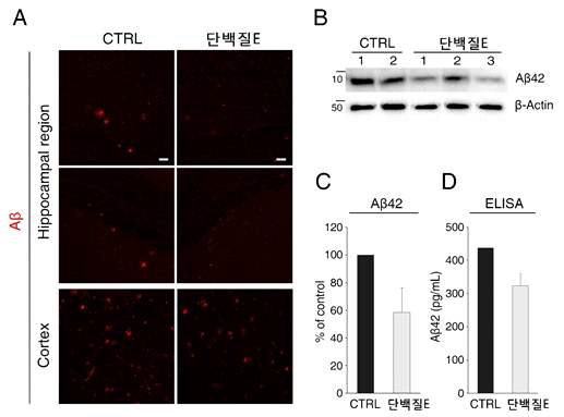 역가 단백질 E를 처리한 질환동물모델의 뇌 내 아밀로이드 베타 감소 확인