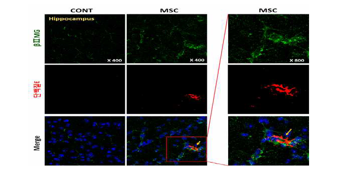 제대혈 유래 간엽줄기세포 투여에 의해 질환 동물모델의 뇌 내 기억과 관련된 해마 부위에서 역가 후보 단백질 E 발현 확인