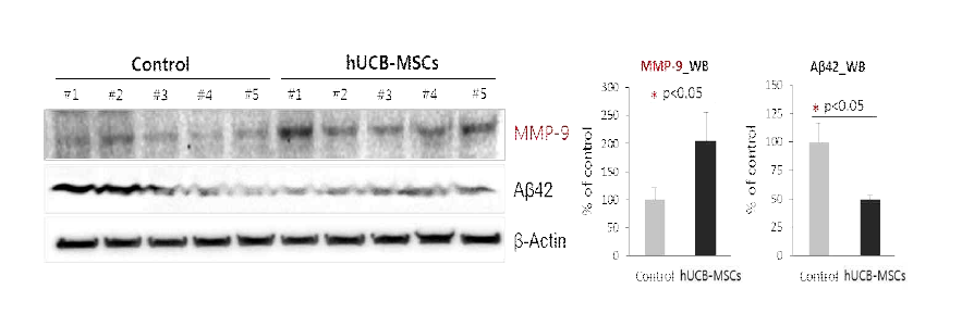 역가 단백질 F를 분비하는 제대혈 유래 간엽줄기세포 투여에 의한 질환 동물모델 뇌 내에 MMP-9 발현 증가와 아밀로이드 베타 감소 확인