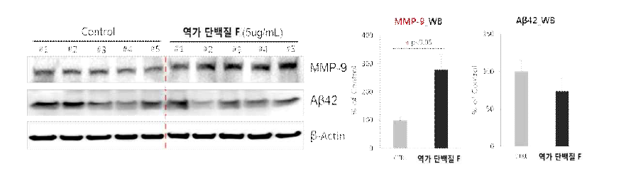 역가 단백질 F를 투여한 질환 동물모델 뇌 내에서 MMP-9 발현 증가와 아밀로이드 베타 감소 확인