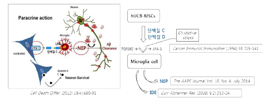 알츠하이머형 치매에 대한 제대혈 유래 간엽줄기세포의 주요 작용기전 개념도