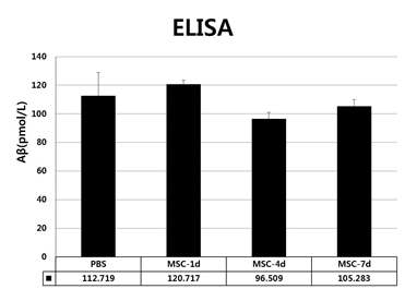 제대혈 유래 간엽줄기세포의 투여기간 별 아밀로이드 베타 양의 ELISA 결과