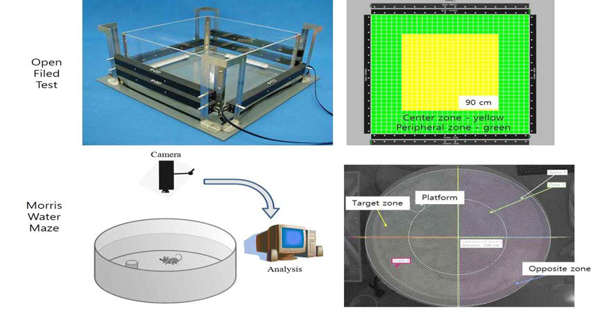 Open field와 Morris water maze test 진행 방법