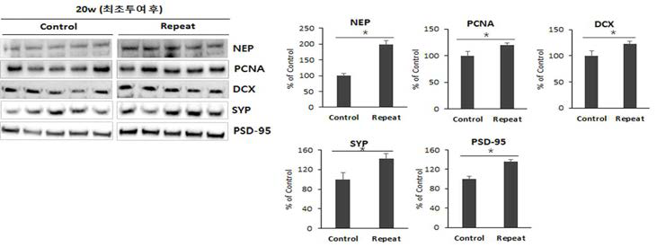 제대혈 유래 간엽줄기세포 반복투여 후, NEP 및 신경재생 관련 마커 증가