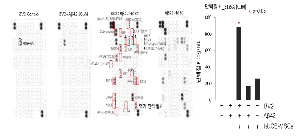 아밀로이드 베타에 의한 신경염증 환경에서 제대혈 유래 간엽줄기세포 역가 단백질 발굴