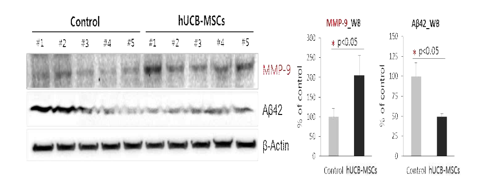 역가 단백질을 분비하는 제대혈 유래 간엽줄기세포 투여에 의한 질환동물모델 쥐 뇌 내에 MMP-9 발현 증가와 아밀로이드 베타 감소 확인