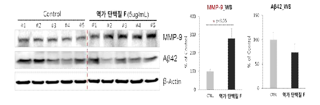 역가 단백질을 투여한 질환동물모델 쥐 뇌 내에서 MMP-9 발현 증가와 아밀로이드 베타 감소 확인