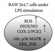 LPS induced Raw 264.7 cell