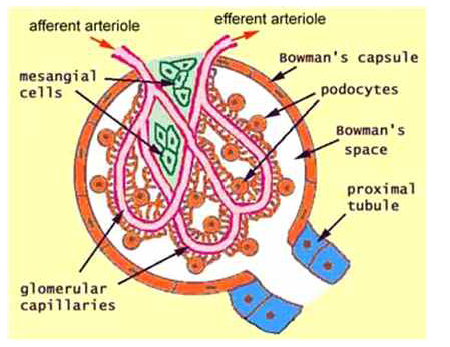 Mesangial cell