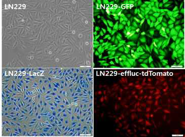LN229 세포주들