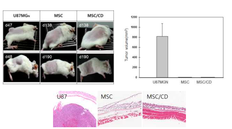 NSG mice에서 중간엽줄기세포 및 자살유전자발현 중간엽줄기세포의 종양원성 시험