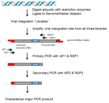 Genome walker PCR 방법을 통한 integration site 분석 시험법