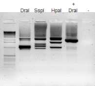 Secondary PCR