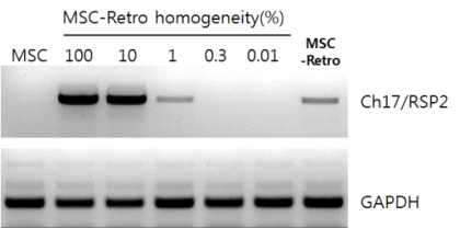 MSC-Retro의 희석샘플에서 PCR로 삽입위치의 측정 한계