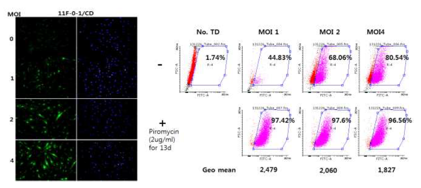 바이러스 감염 MOI에 의한 중간엽줄기세포의 유전자이입효율 분석 및 항생제 처리에 의한 유전자발현 최적 조건 설정