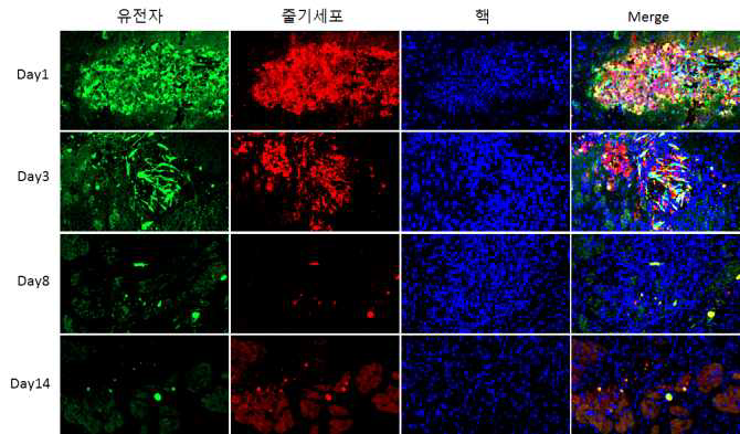 뇌내 투여 후 면역조직화학염색법를 이용한 분석