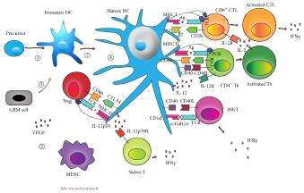 Dendritic cell(DC)-based vaccination immunotherapeutic strategies for GBM