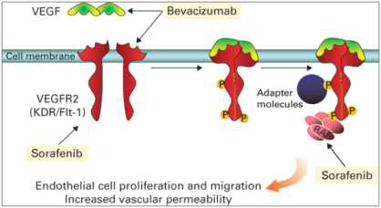 Bevacizumab 작용 mechanism