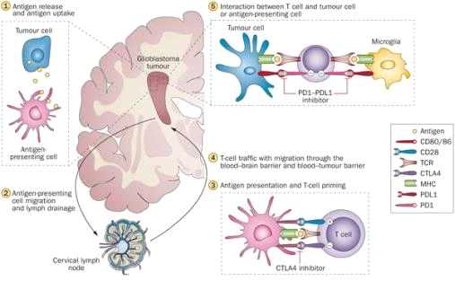 overview of the immune response and major immune checkpoint molecules in the immune cycle of glioblastoma