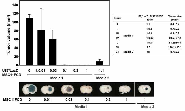 뇌종양 치료제 투여 용량에 따른 치료 효과 (in vivo)