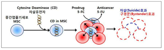 항암기능을 지닌 유전자 세포치료제의 작용모드 (MoA)
