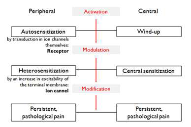 Process of pain modification