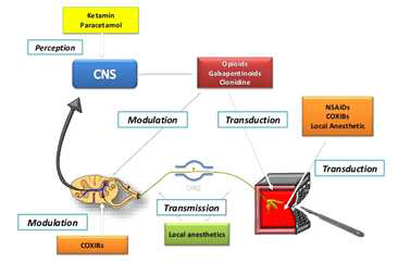 Target points of analgesic drugs