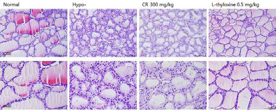 갑상선기능저하증(Hypo-) 흰쥐 모델에서 한성약인 황련추출물(CR)의 갑상선 조직 변화(H&E stain)에 대한 효능평가