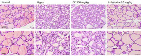 갑상선기능저하증(Hypo-) 흰쥐 모델에서 열성약인 육계추출물(CC)의 갑상선 조직 변화(H&E stain)에 대한 효능평가
