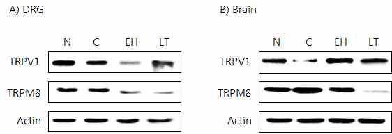 갑상선기능저하증(Hypo-) 흰쥐 모델에서 열성약인 음양곽추출물(EH)의 DRG와 뇌 조직에서 온도감수성 일시적 전위통로(TRP) 단밸질 변화에 대한 효능 평가(Western blot)