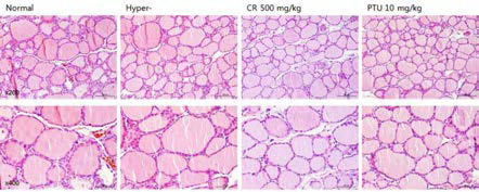 갑상선기능항진증(Hyper-) 흰쥐모델에서 한성약인 황련추출물 (CR)의 갑상선 조직 변화 (H&E stain)에 대한 효능평가