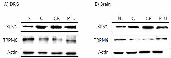 갑상선기능항진증(Hyper-) 흰쥐모델에서 한성약인 황련추출물(CR)의 DRG와 뇌 조직에서 온도감수성 일시적 전위통로(TRP) 단밸질 변화에 대한 효능 평가 (Western blot)