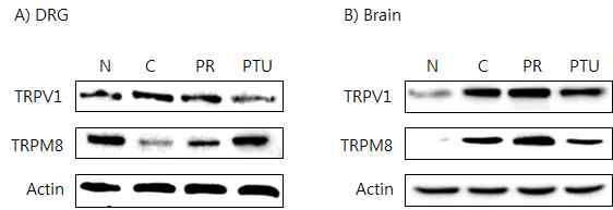 갑상선기능항진증(Hyper-) 흰쥐모델에서 한성약인 갈근추출물(PR)의 DRG와 뇌 조직에서 온도감수성 일시적 전위통로(TRP) 단밸질 변화에 대한 효능 평가(Western blot)
